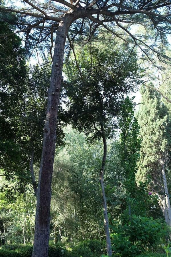 Suite A Villa D'Orri Sarroch Dış mekan fotoğraf